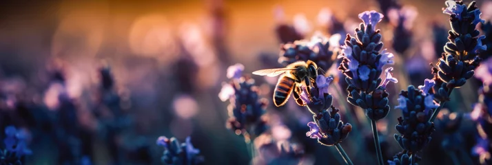 Zelfklevend Fotobehang Biene auf blauen Blumen im Abendlicht, Generative AI © whiterockcompany
