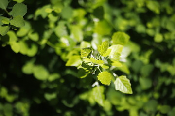 Liście zielone makro