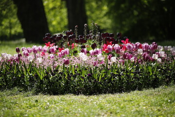 Tulipany kwitnące w parku wiosną