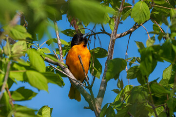Baltimore Oriole Bird Perched on Branch
