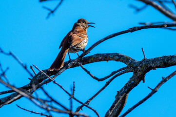 Singing Brown Thrasher Perched in Tree