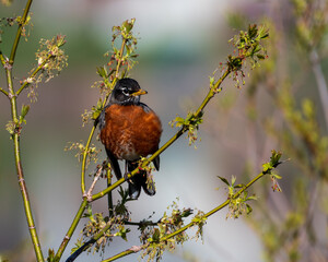 Robin Perched in Tree
