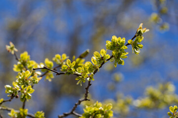 Wych Elm (ulmus glabra), close up of the oval shaped seeds or fruits produced in late spring