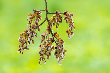 Flower of a fluttering elm (Ulmus laevis) in spring.