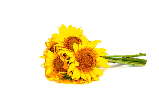 bouquet of sunflower flowers in a supine position, isolated on a white background. High quality photo