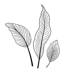 Calathea tropical leaves doodle set. Hand drawn exotic plant foliage. Modern line botanical decor. Vector illustration isolated on transparent background