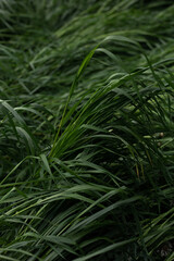 tall grass leaning to the ground
