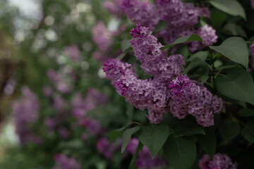 Obraz premium lilac flowers blooming in the garden 