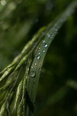 dew drops on the grass
