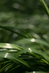 Fototapeta na wymiar dew drops on the grass