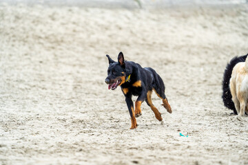 Beauceron sheep dog on the beach