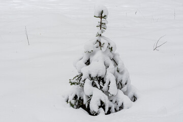 Small lonely Christmas tree, covered with snow, among white snowdrifts on a winter day.