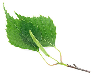 Green birch bud and leaves isolated on a white background. Healthcare, medicine and cosmetology.
