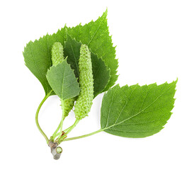 Isolated image of green birch leaves and bud on a white background