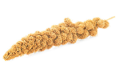 Twig of Senegal millet isolated on a white background