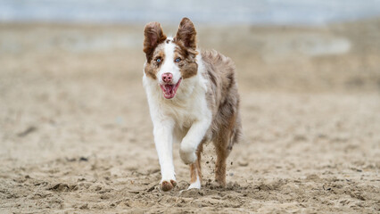 border collie dog at the beach