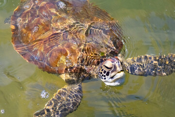 Green sea turtle comes up for air while looking for food in the ocean