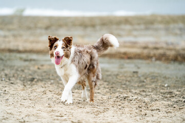 border collie dog at the beach