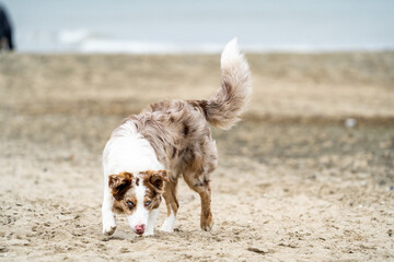 border collie dog at the beach