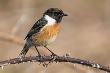 European stonechat - Saxicola rubicola male perched with brown background. Photo from nearby Baltimore in Ireland. Copy space on right.