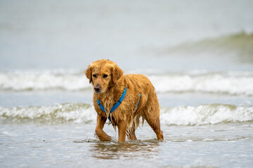 golden retriever running on the beach