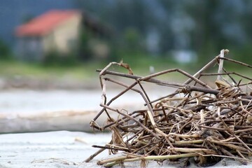 Fototapeta premium nest on tree