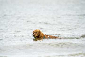 dog playing on the beach at summer