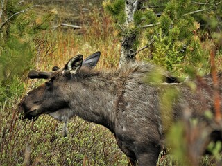Bull Moose