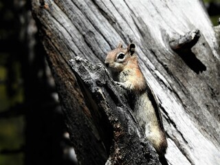 Rocky Mountain Chipmunk