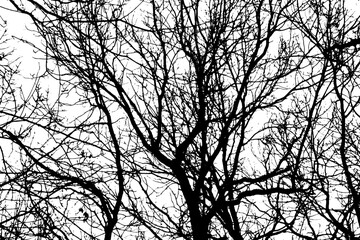 Tree branch silhouette on transparent background