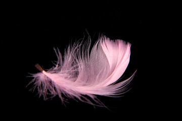 Close up of the plumage feather pink isolated on black