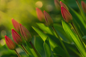 Amazing red pink tulip flowers blooming field background sunset light love concept  beautiful scene design copy space. banner  closeup  spring  postcard  nature floristry shop flowerbed mother day.