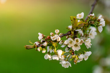 White flowers of a cherry blossom tree close up Spring twig branch beautiful green blue Background Macro soft airy blurred sunset backlight copy space