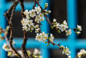beautiful Spring background with plum White  flowers bloom macro clouse up  prunus tree garden rain water drop Soft focus leaf blue.