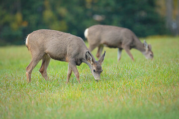 Mule Deer (Odocoileus hemionus) grazing on grassland
