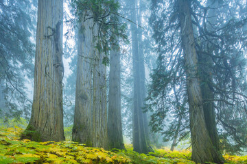 Cedar-Hemlock temperate rainforest, British Columbia Canada