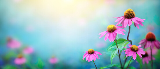 Beautiful Pink flowers Echinacea  close-up on a blurred background. Echinacea Purpurea (Purple coneflower) medicinal plant it is used to strengthen the immune system. - obrazy, fototapety, plakaty