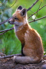 Young American Red Fox (Vulpes vulpes fulvus)