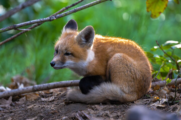 Young American Red Fox (Vulpes vulpes fulvus)