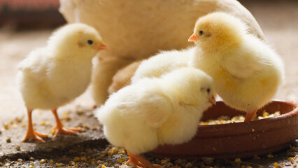 yellow chick farm. Close up.