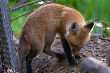 Naklejka na ściany i meble Young American Red Fox (Vulpes vulpes fulvus)