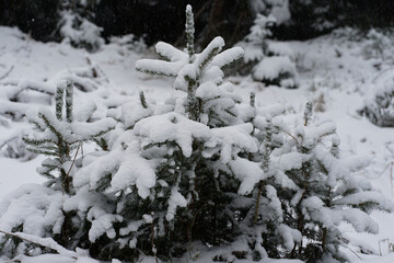Ein Tannenbaum im Schnee im Wald