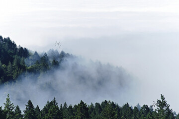 Fototapeta na wymiar Foggy Forest Mountain 