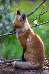 Young American Red Fox (Vulpes vulpes fulvus)