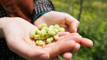 Farmer hands holding broad bean