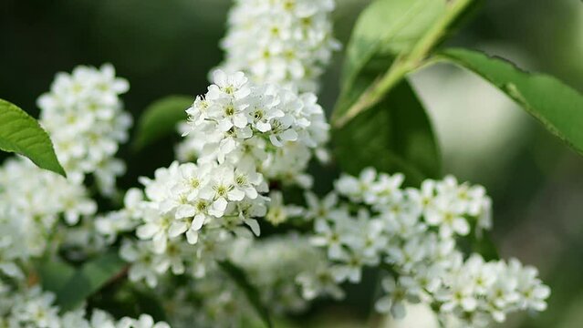 Close-up of white bird cherry flowers against blurred trees, smooth camera movement, selective focus.