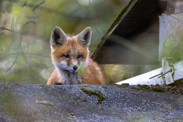 Young American Red Fox (Vulpes vulpes fulvus)