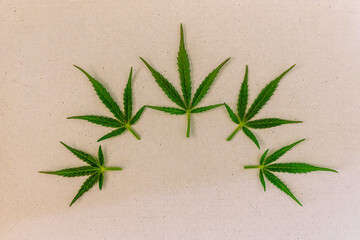 five green cannabis leaves close up isolated on white nackground for concept design