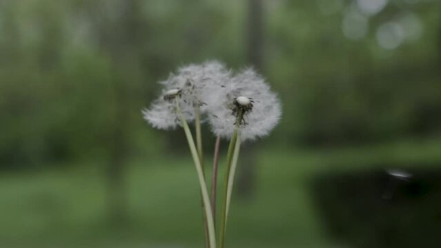 Slow motion of couple dandelions blown by the wind