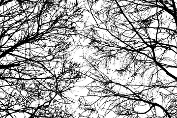 Tree branch silhouette on transparent background